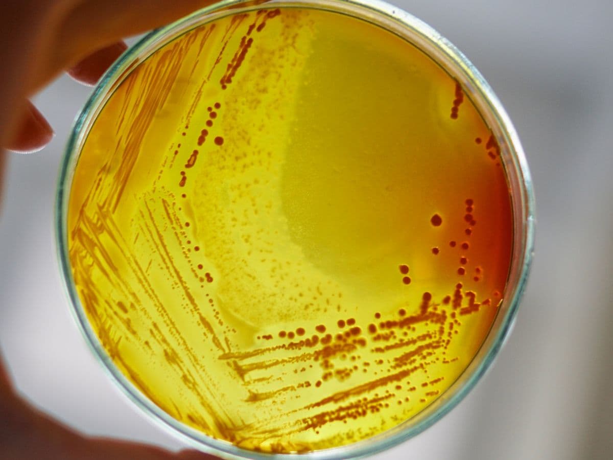 Disques d'Antibiogramme